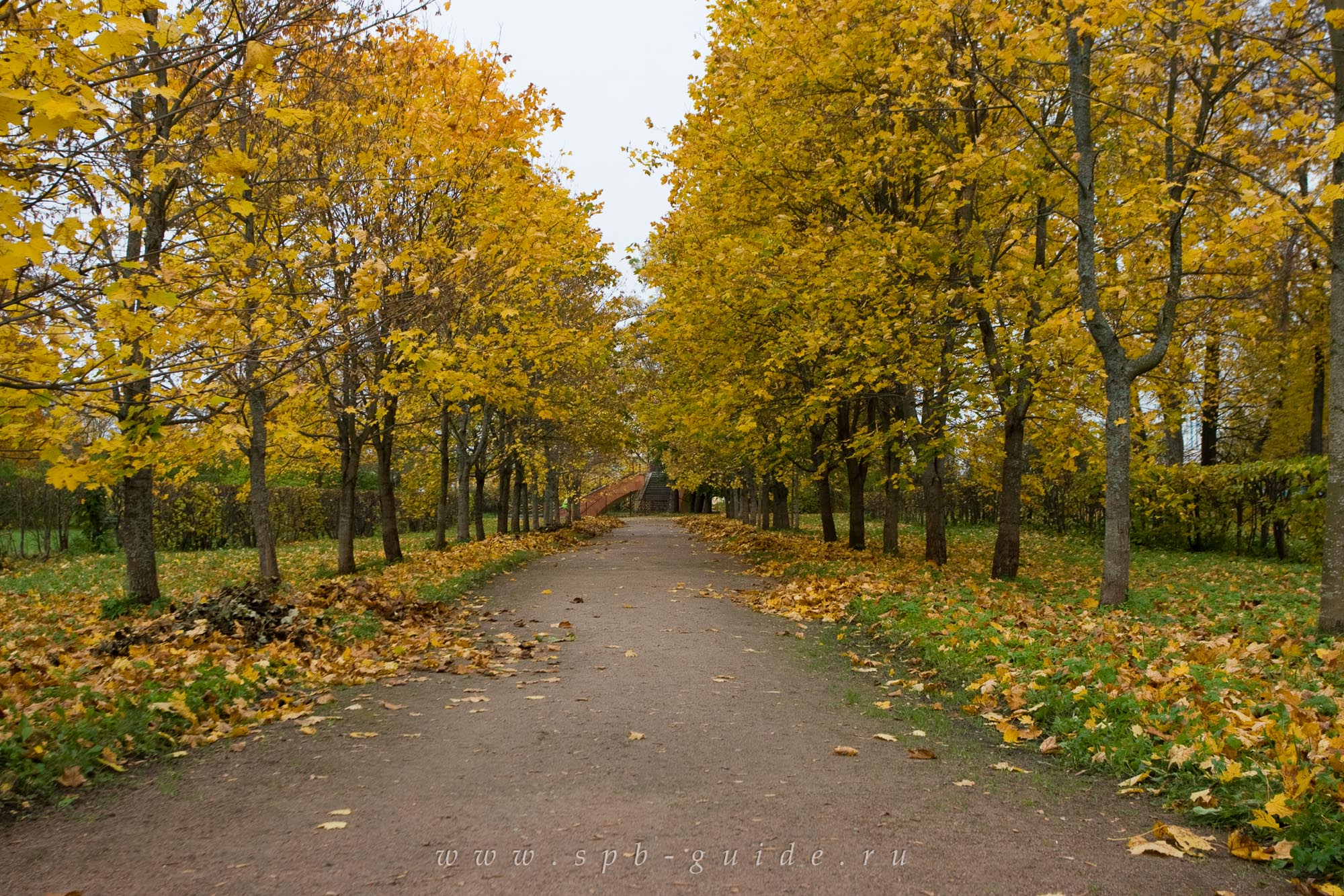 Аллея золотых деревьев