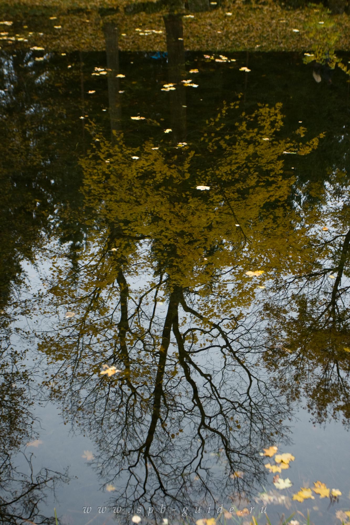 Царское Село, Отражение