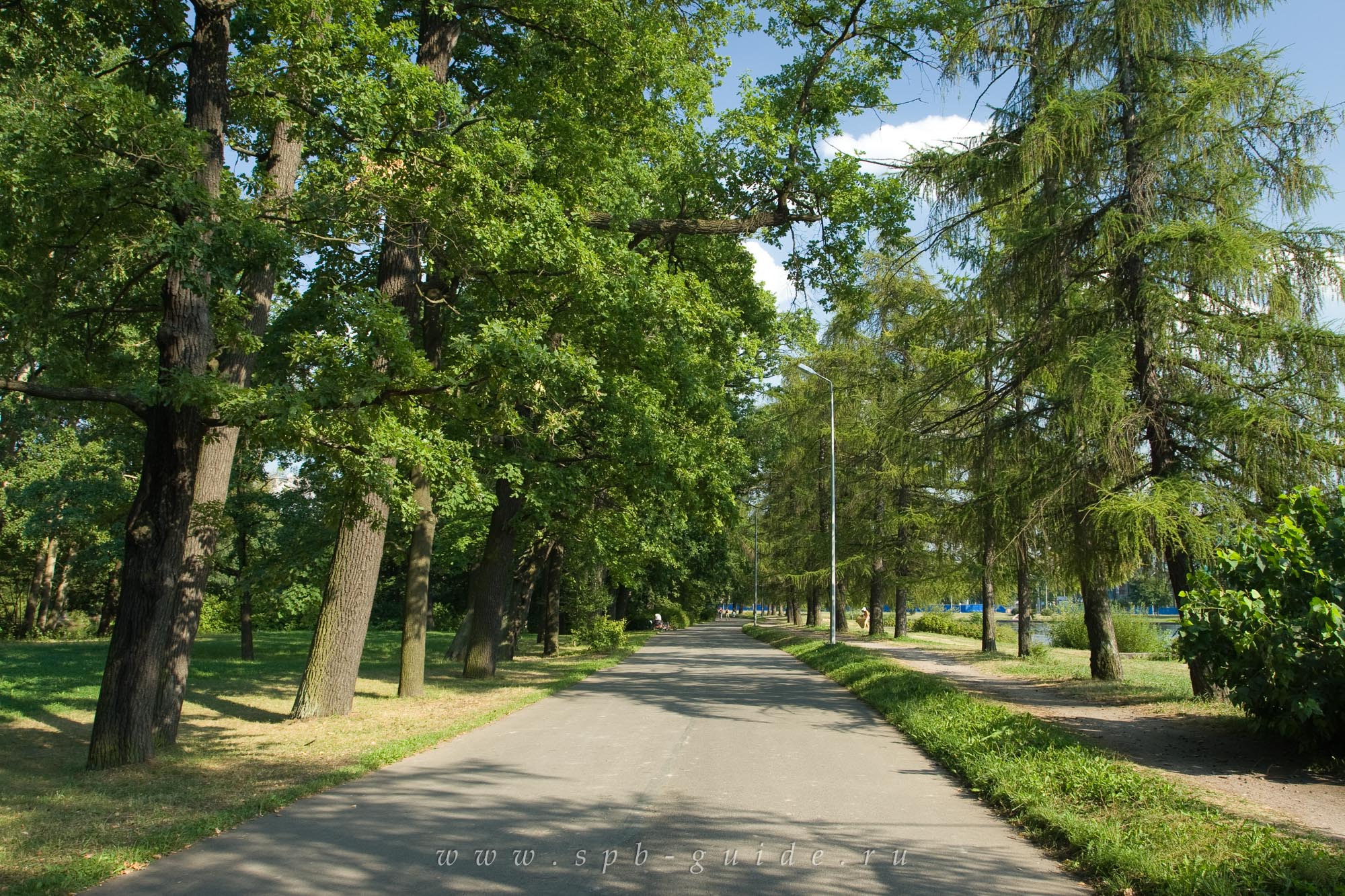 Аллея Центрального парка культуры и отдыха им. С.М. Кирова