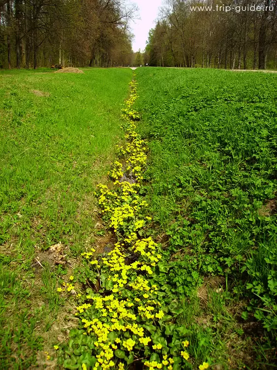 Ораниенбаум, весна
