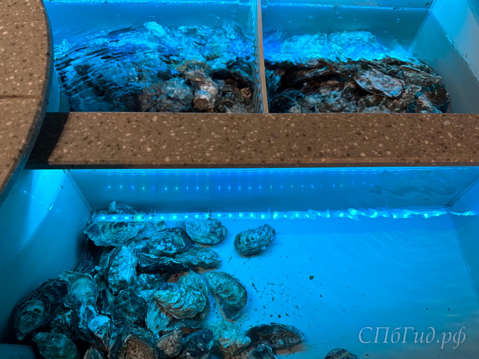 Аквариум с устрицами в ресторане «Коза Дереза»