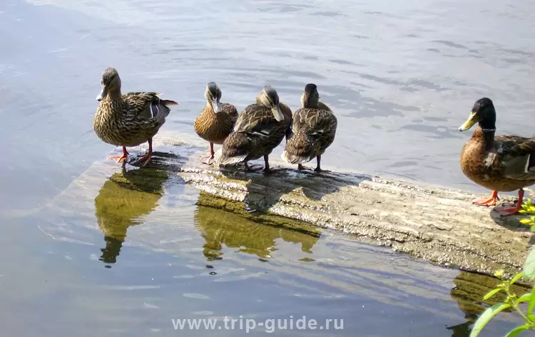 Петергоф, Красный пруд