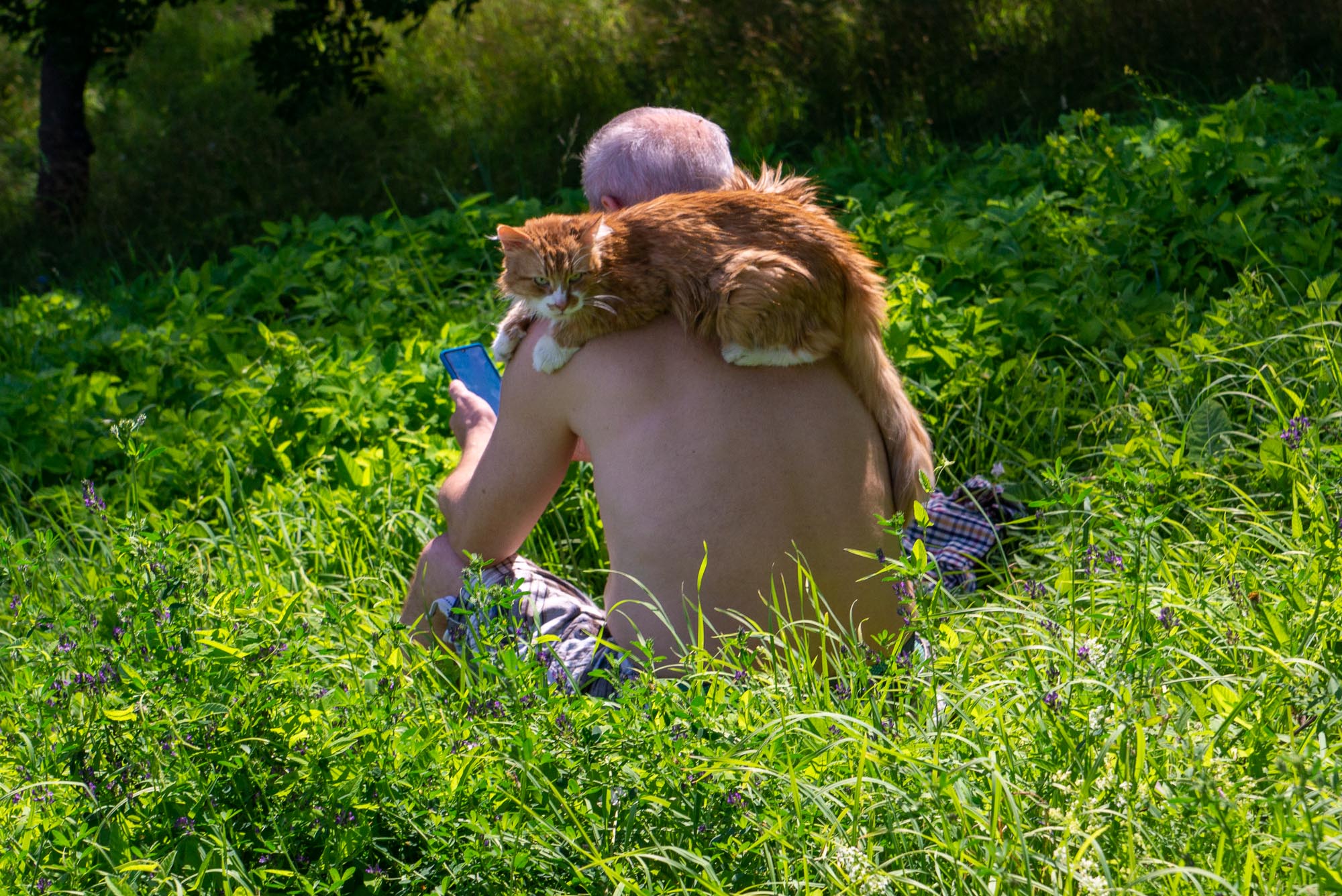 Лето и кот
