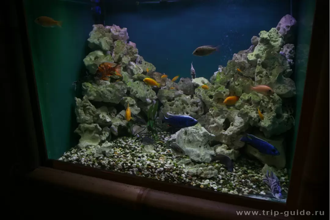 Тропические рыбки