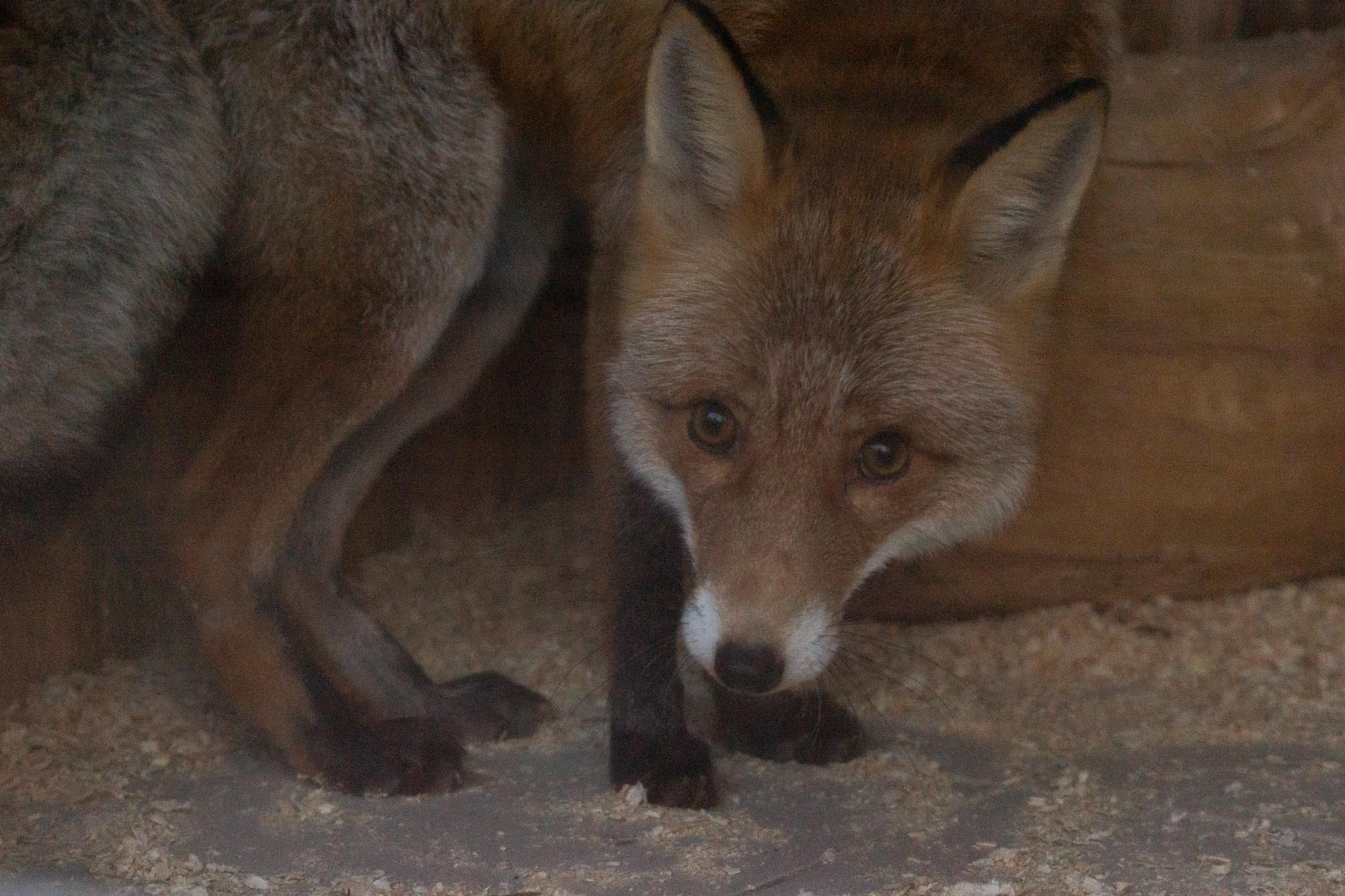 Обыкновенная лисица